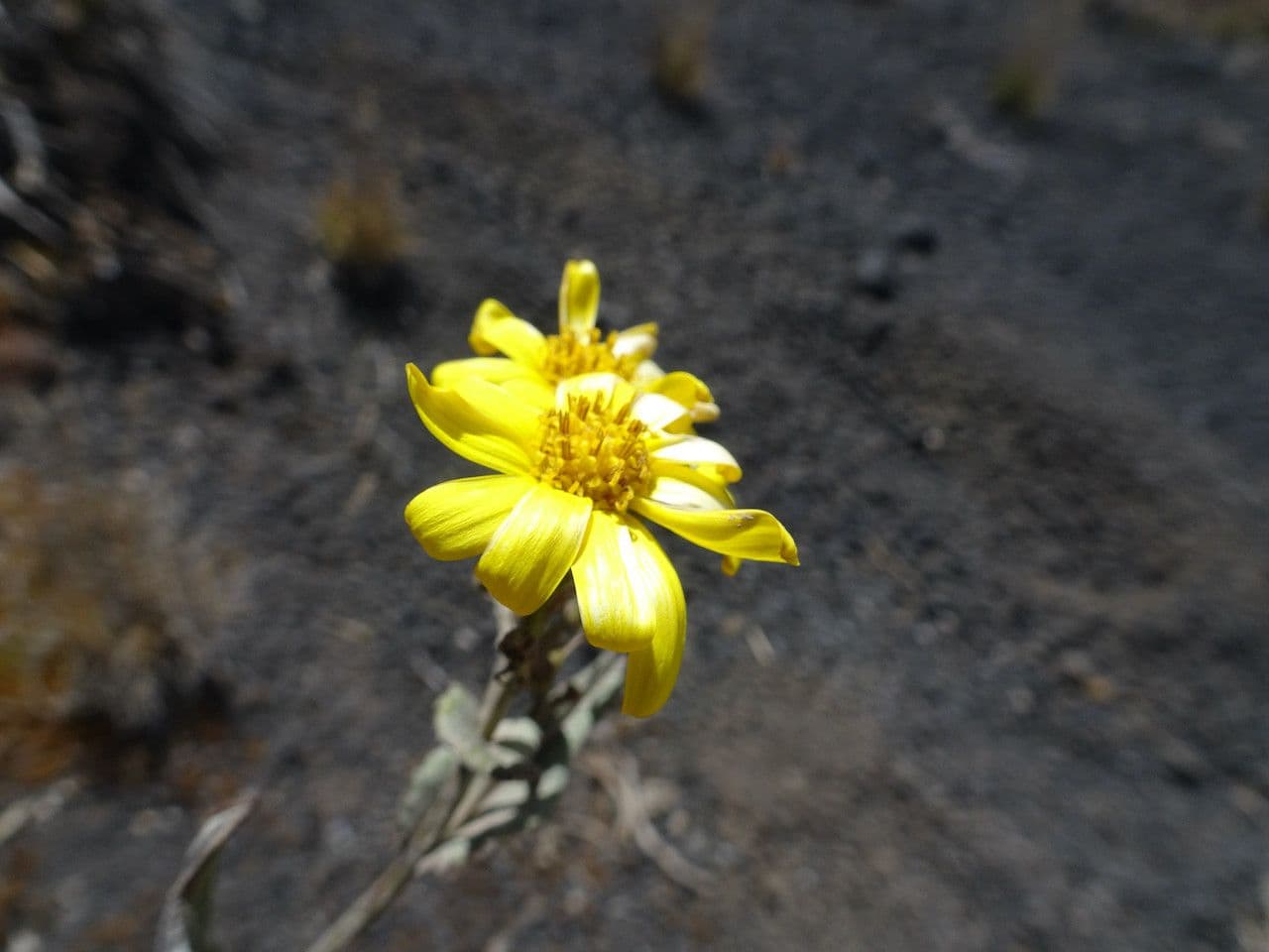 Senecio