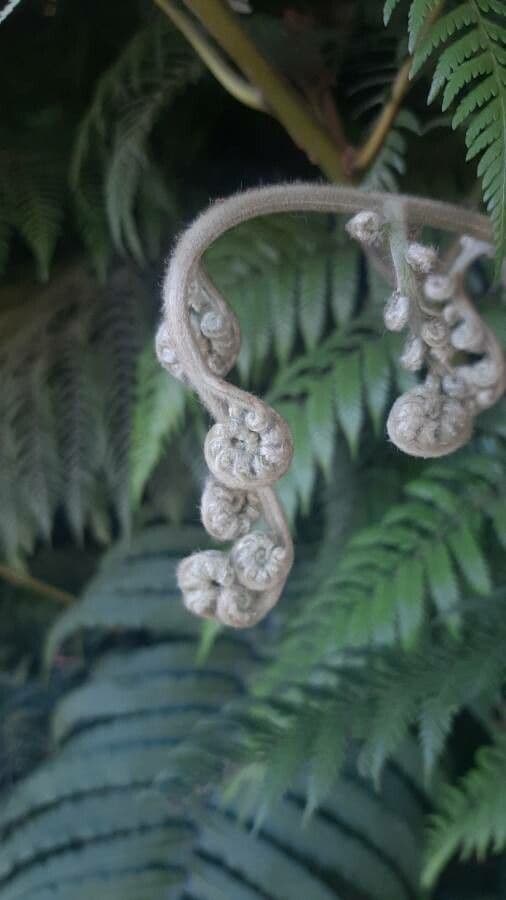 Pteris tremula 12