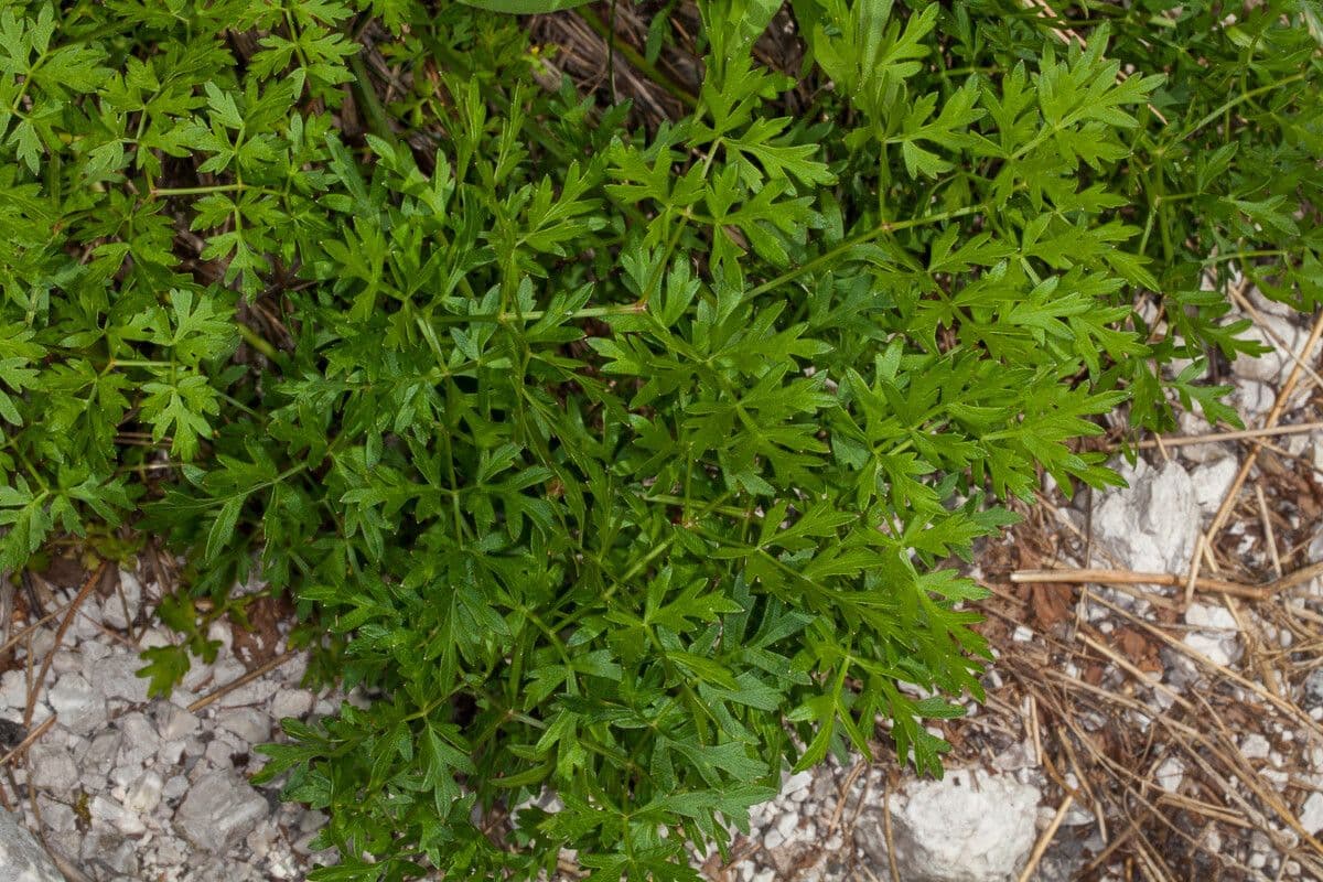 Peucedano veneto 3