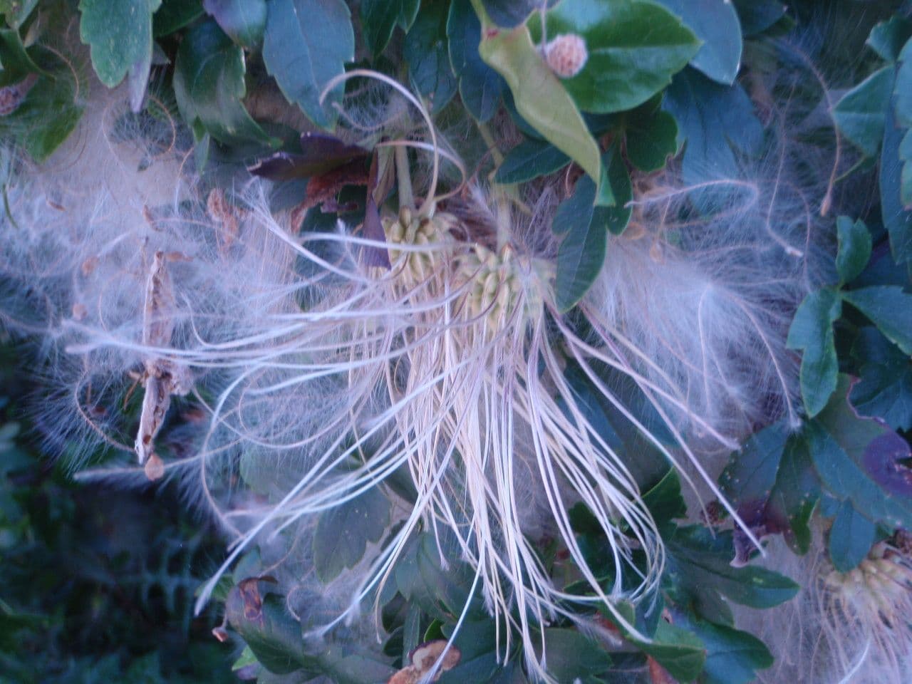Clematis cirrhosa 3