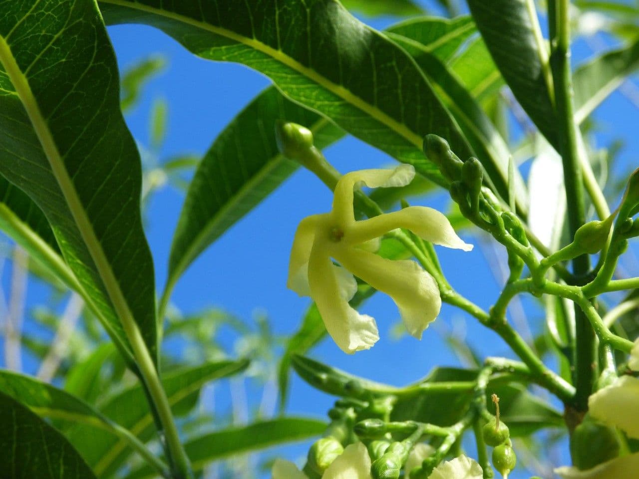 Tabernaemontana persicariifolia