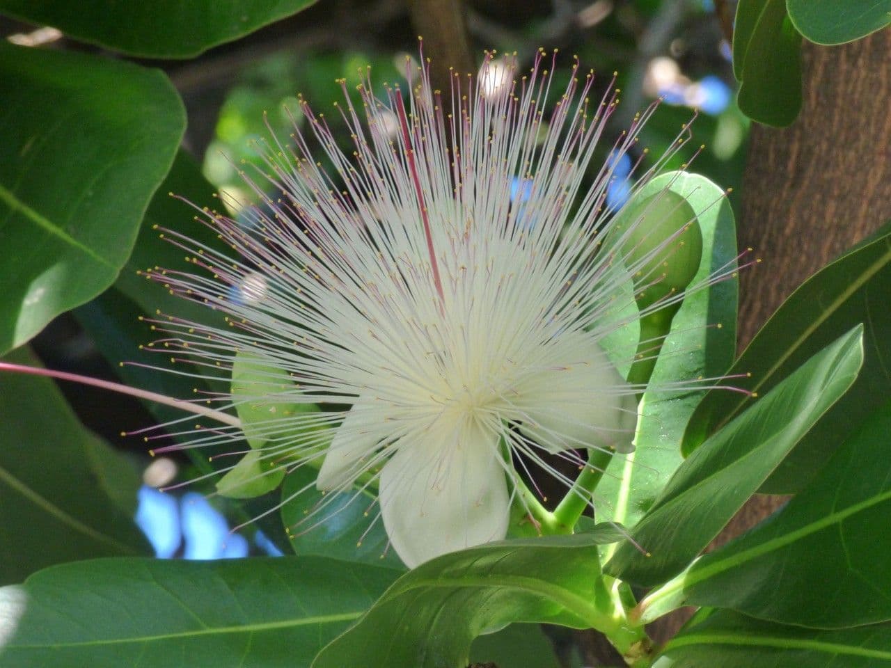 Barringtonia 9