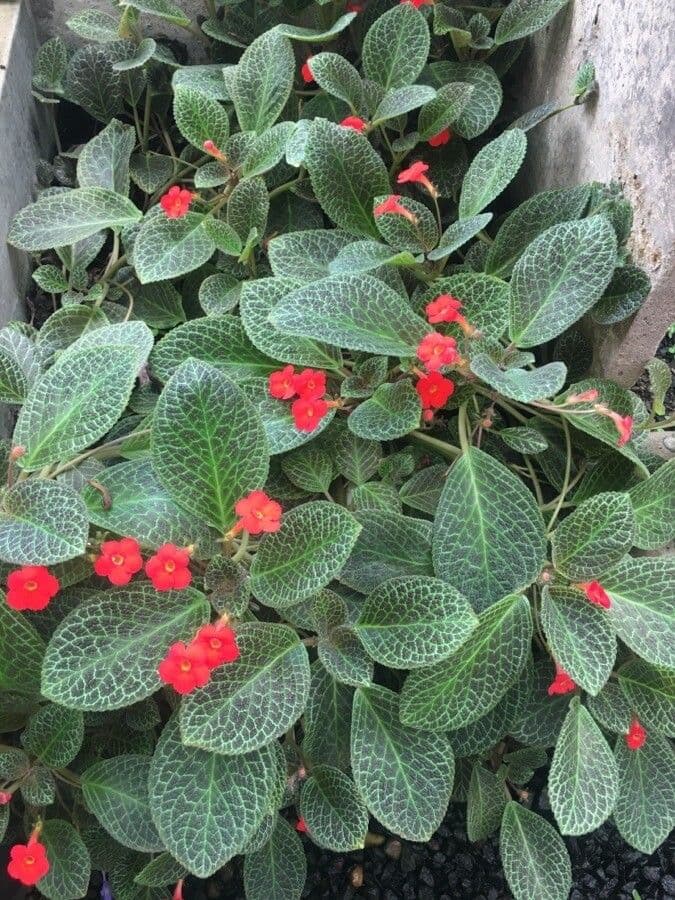Episcia cupreata 10