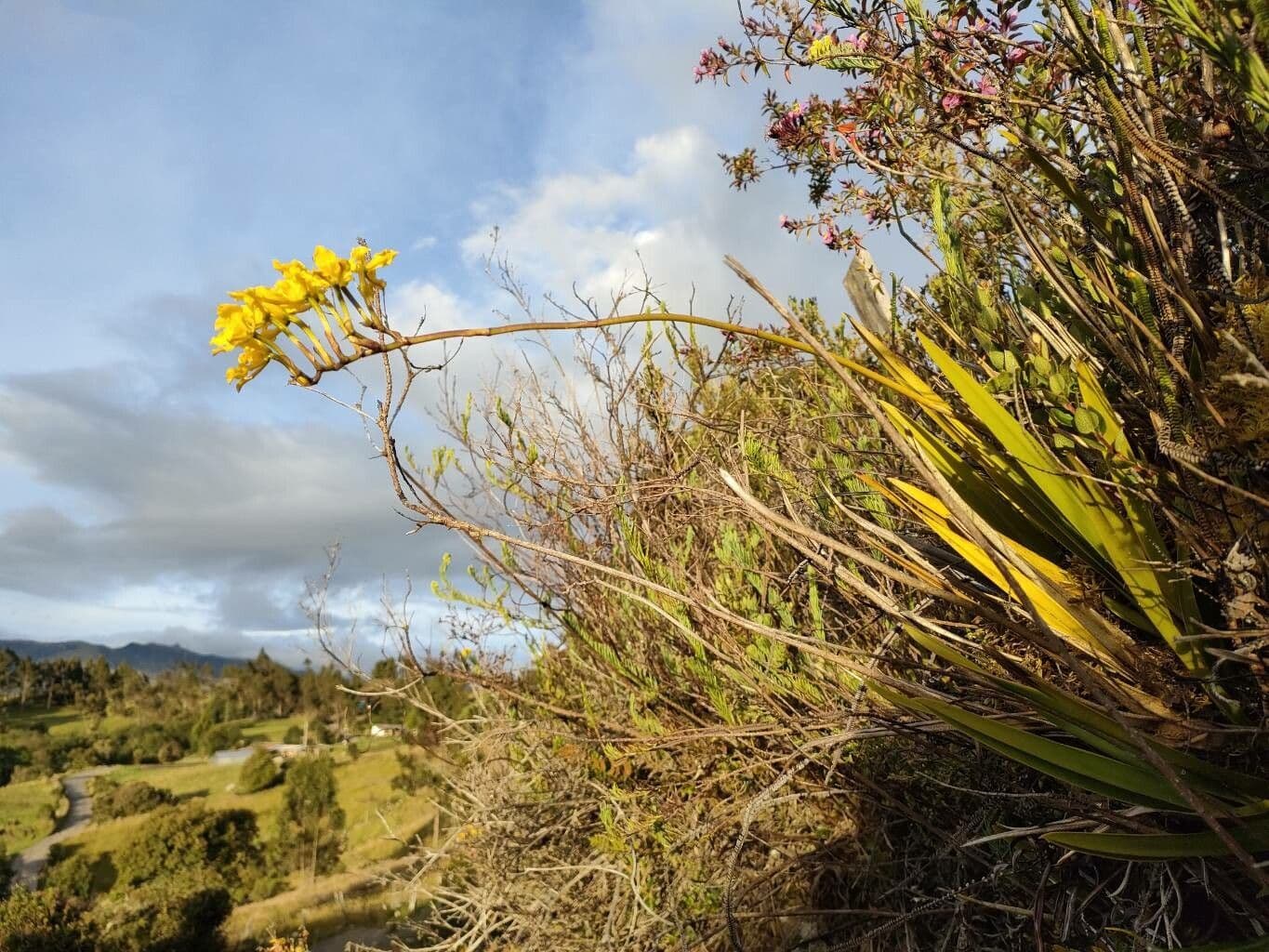 Cyrtochilum 3