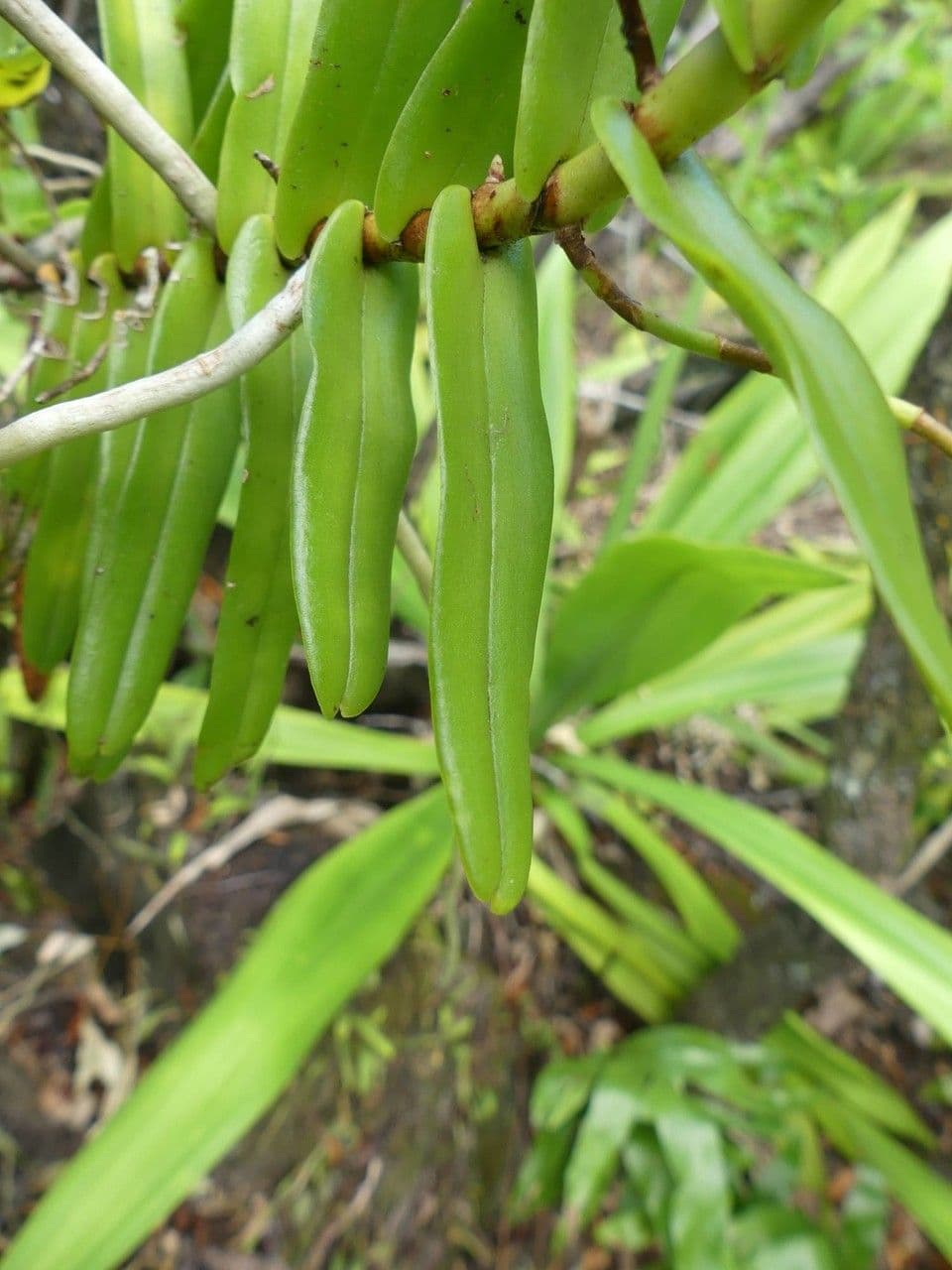 Oeoniella 15