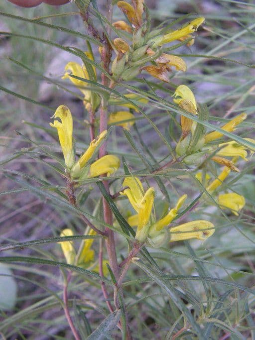Pedicularis angustifolia 4