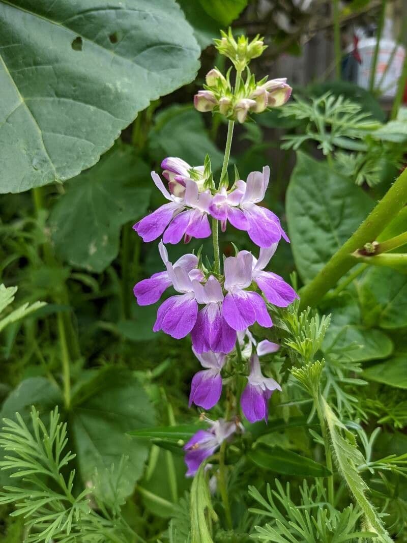 Collinsia bianca 3