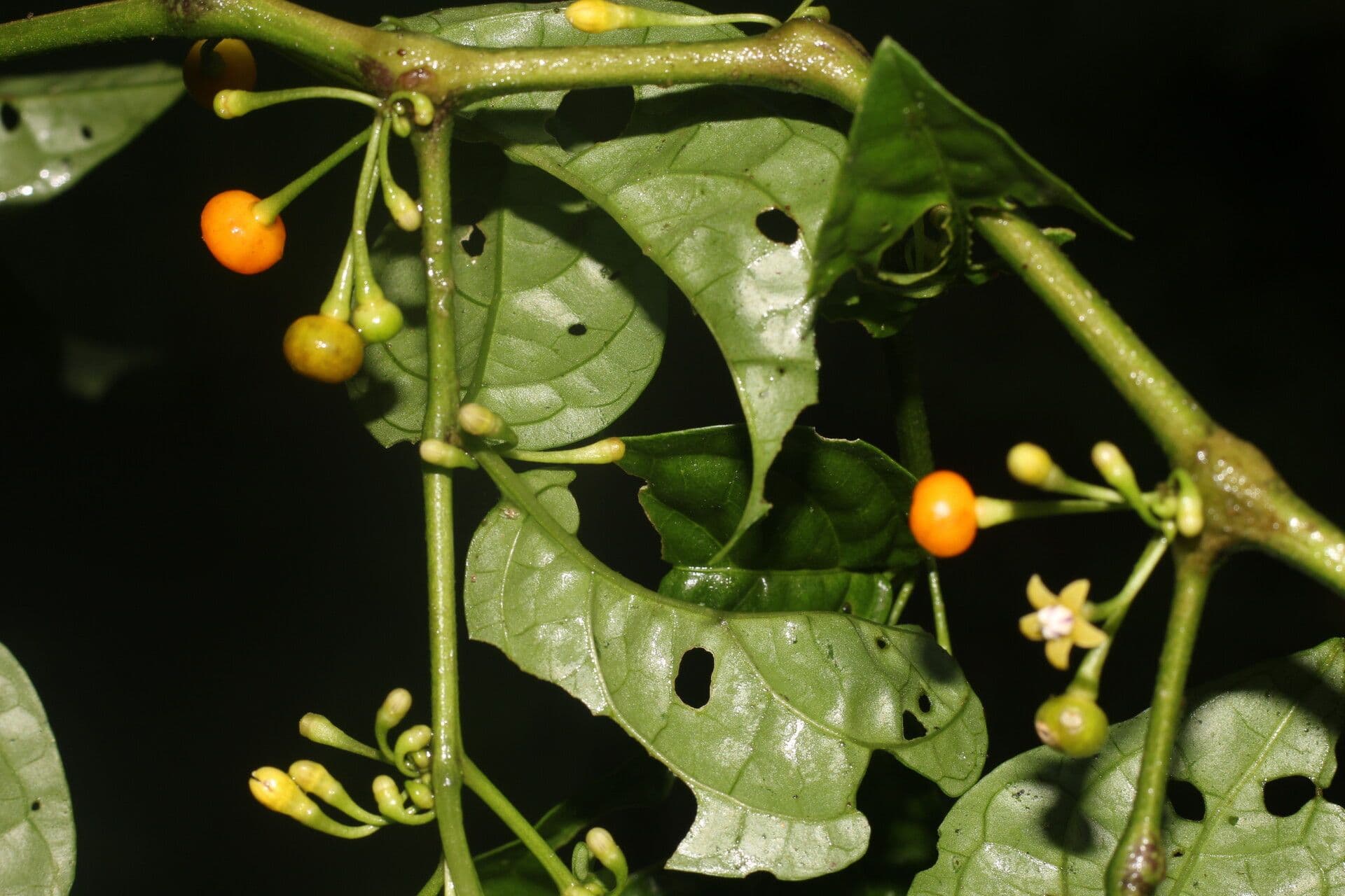 Witheringia
