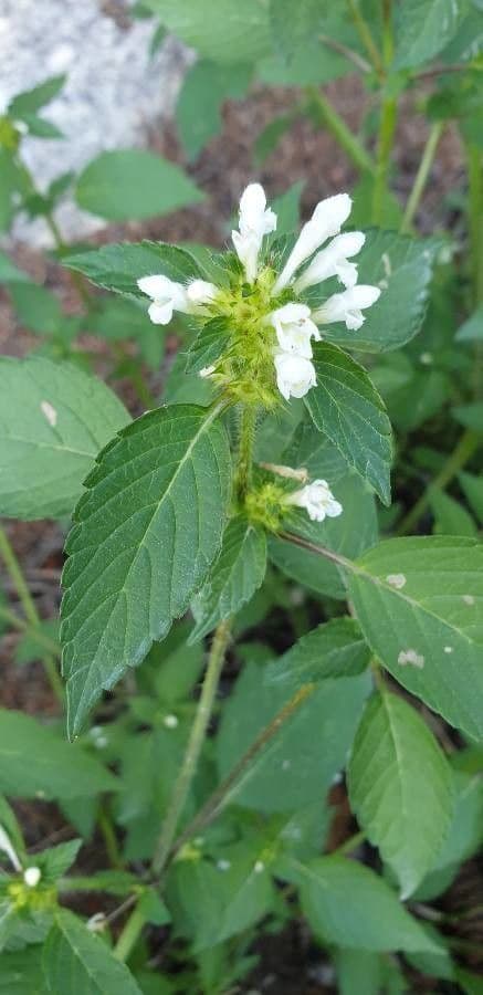 Canapa selvatica 29