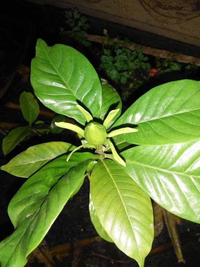 Gardenia 14