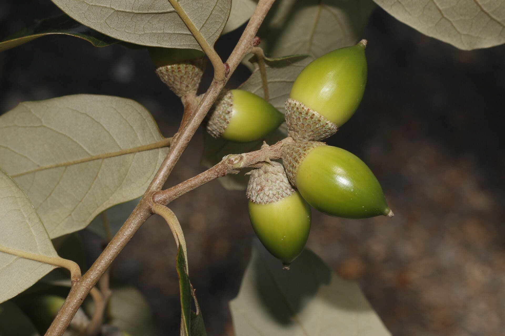 Quercia 2