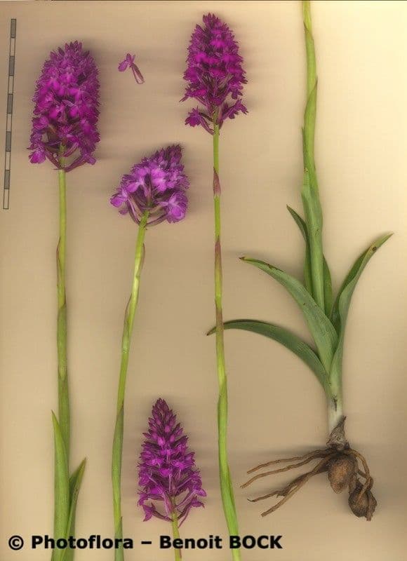 Orchis pyramidal 28