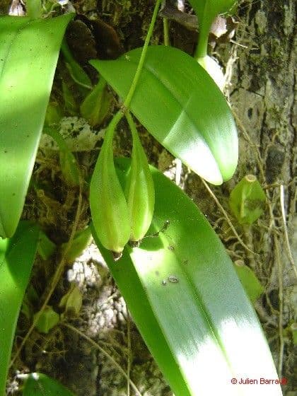 Orchidea ombrello pallida 13