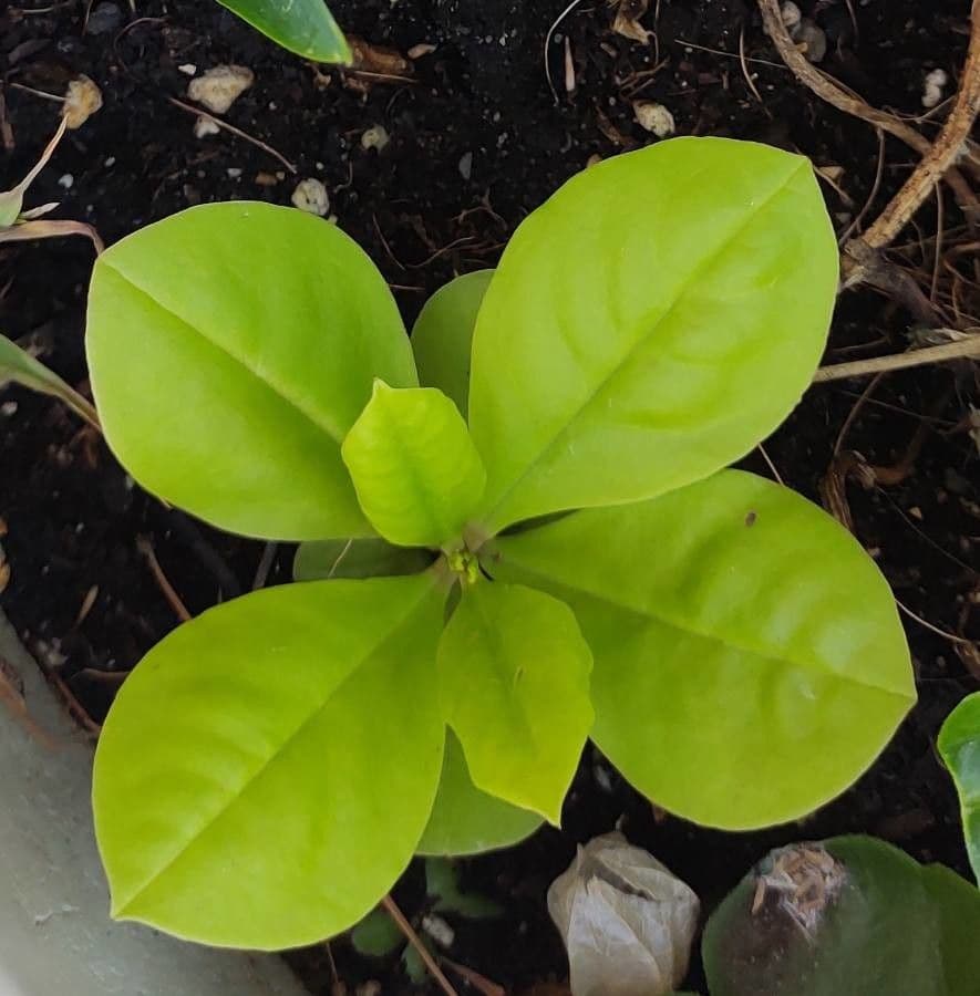 Talinum paniculatum 29