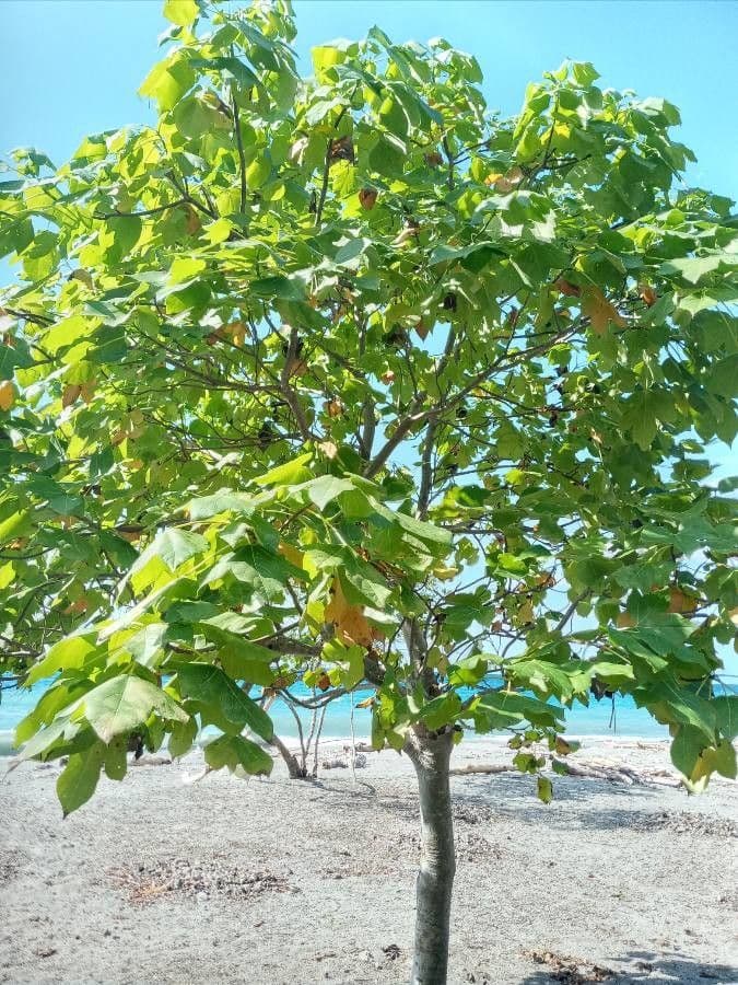 Chinesischer Flaschenbaum 18