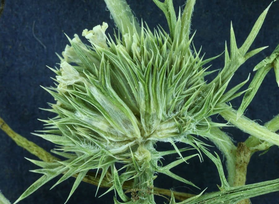 Navarretia 15