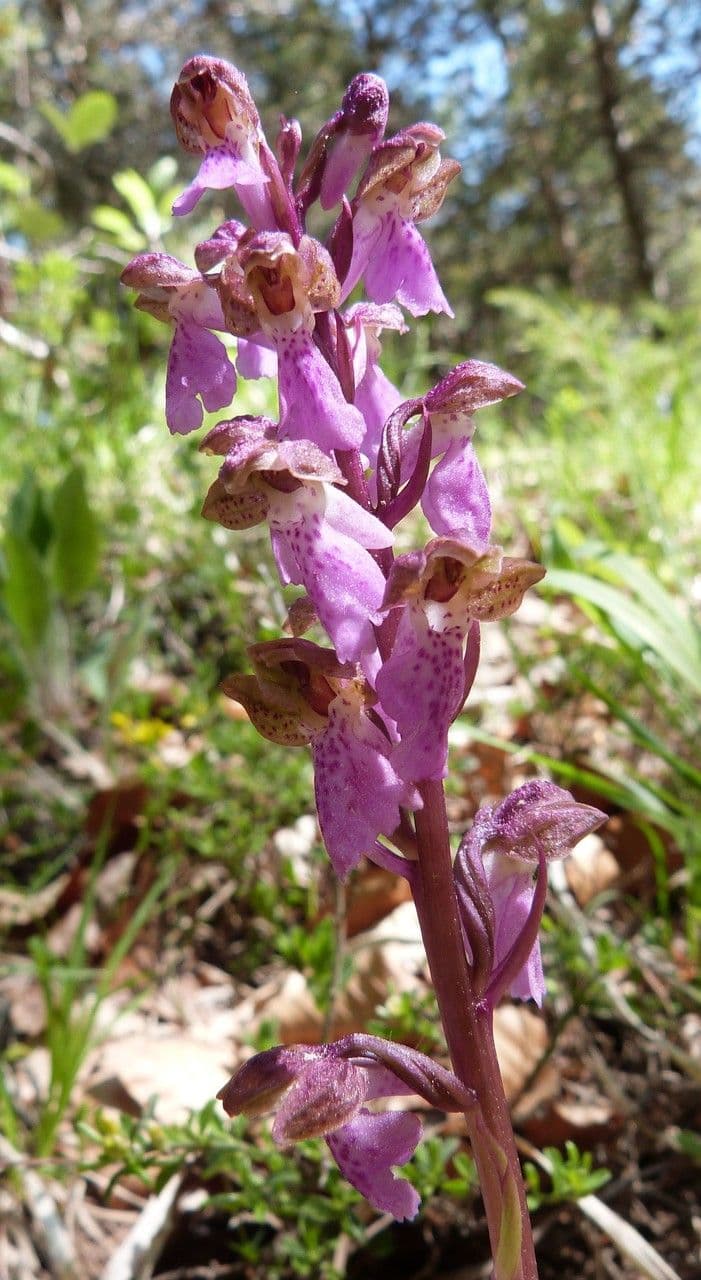 Storczyk Spitzela 4