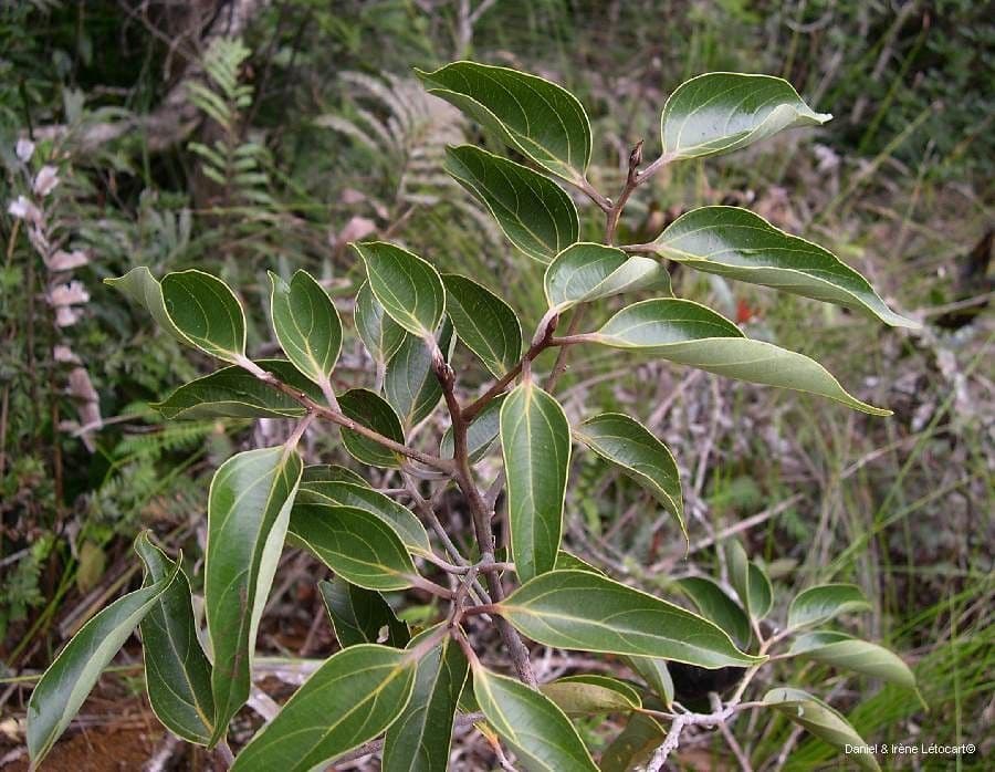 Cryptocarya 8