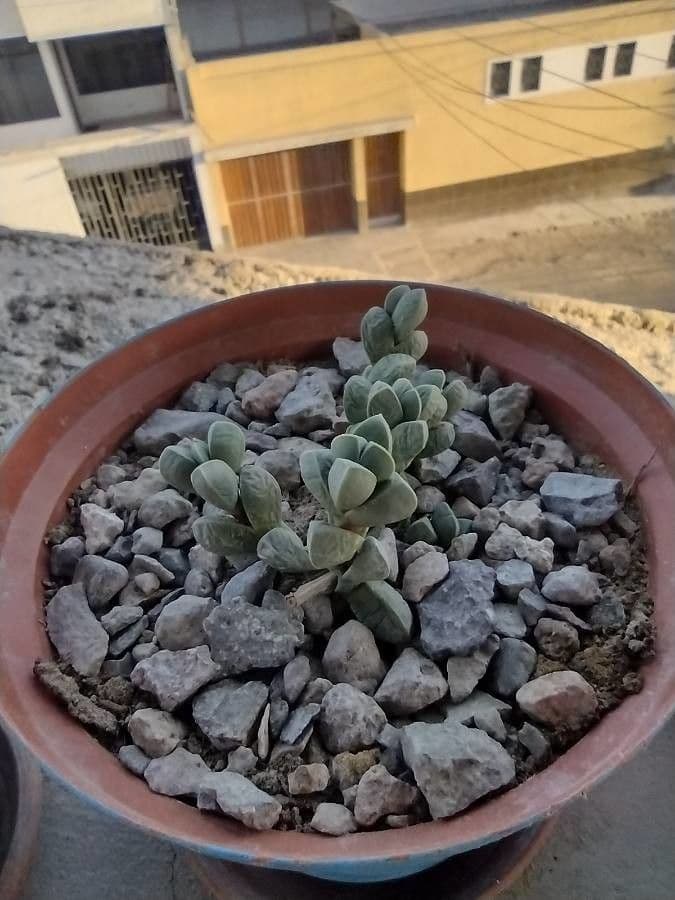 Corpuscularia 7