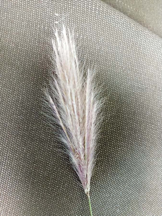 Tetrapogon 3