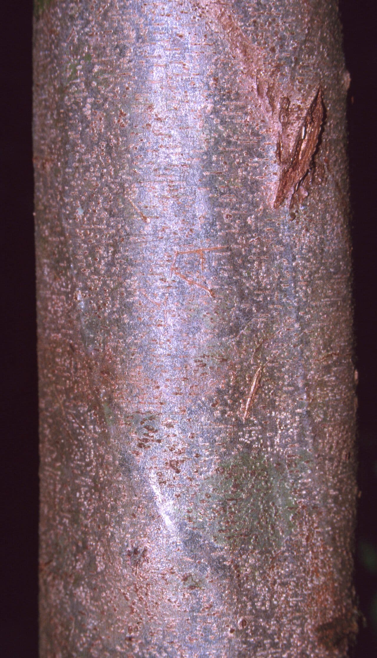 Inga 8