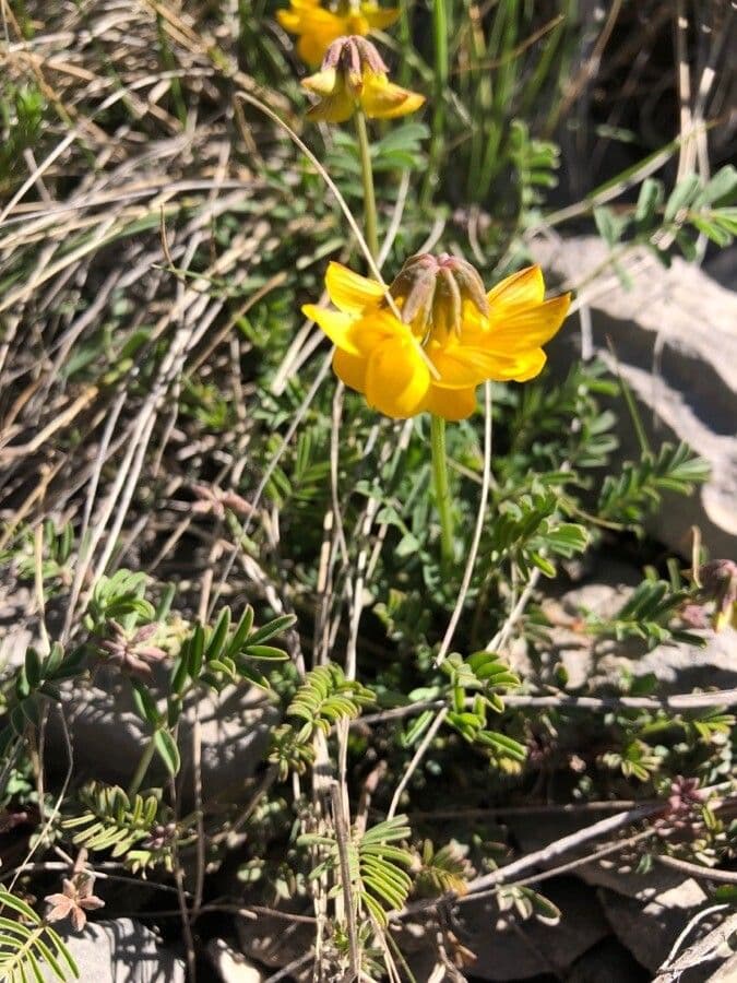 Hippocrepis 8