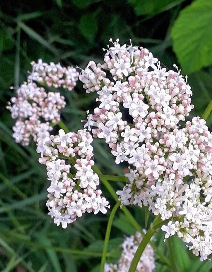 Valeriana comune 10
