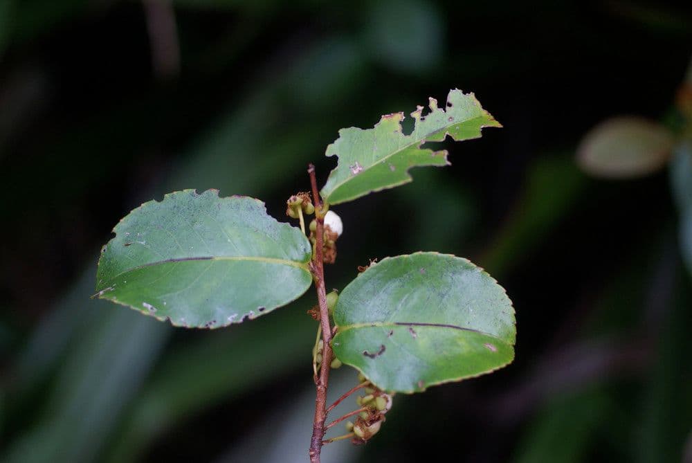 Aphloia theiformis 27