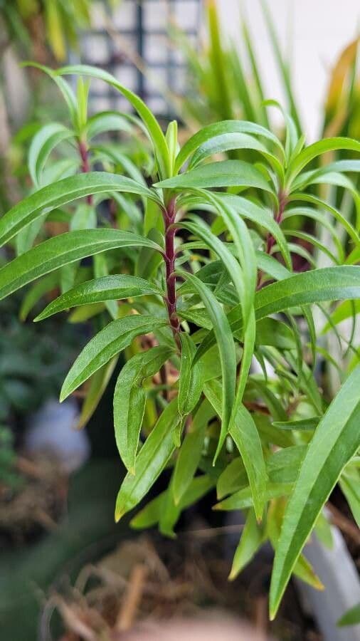 Penstemon rosa 3
