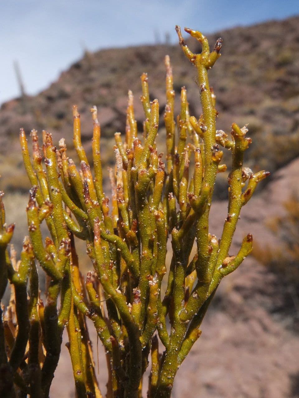 Parastrephia lucida 4