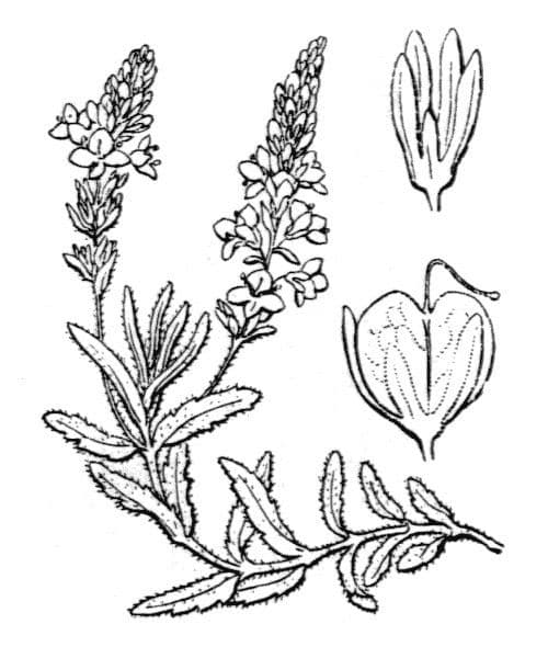 Veronica prostrata 22