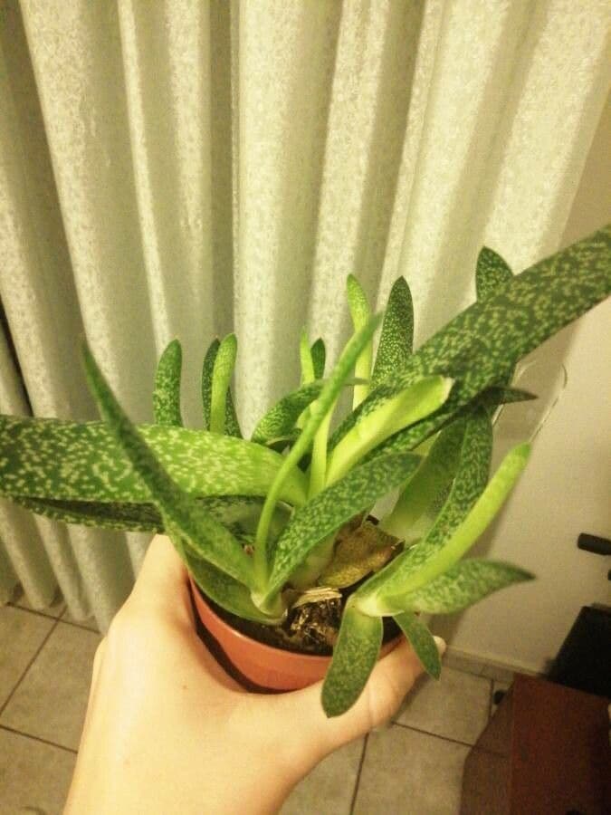 Gasteria 12