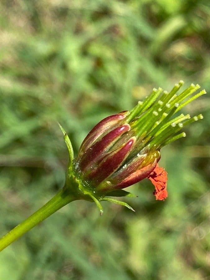 Schwefel-Cosmos 29