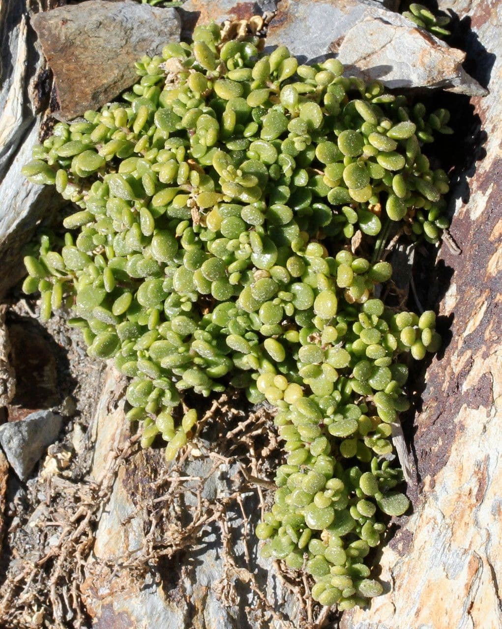 Polycarpon 8