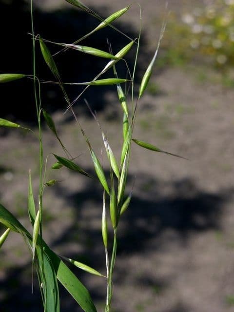 Avena strigosa 12
