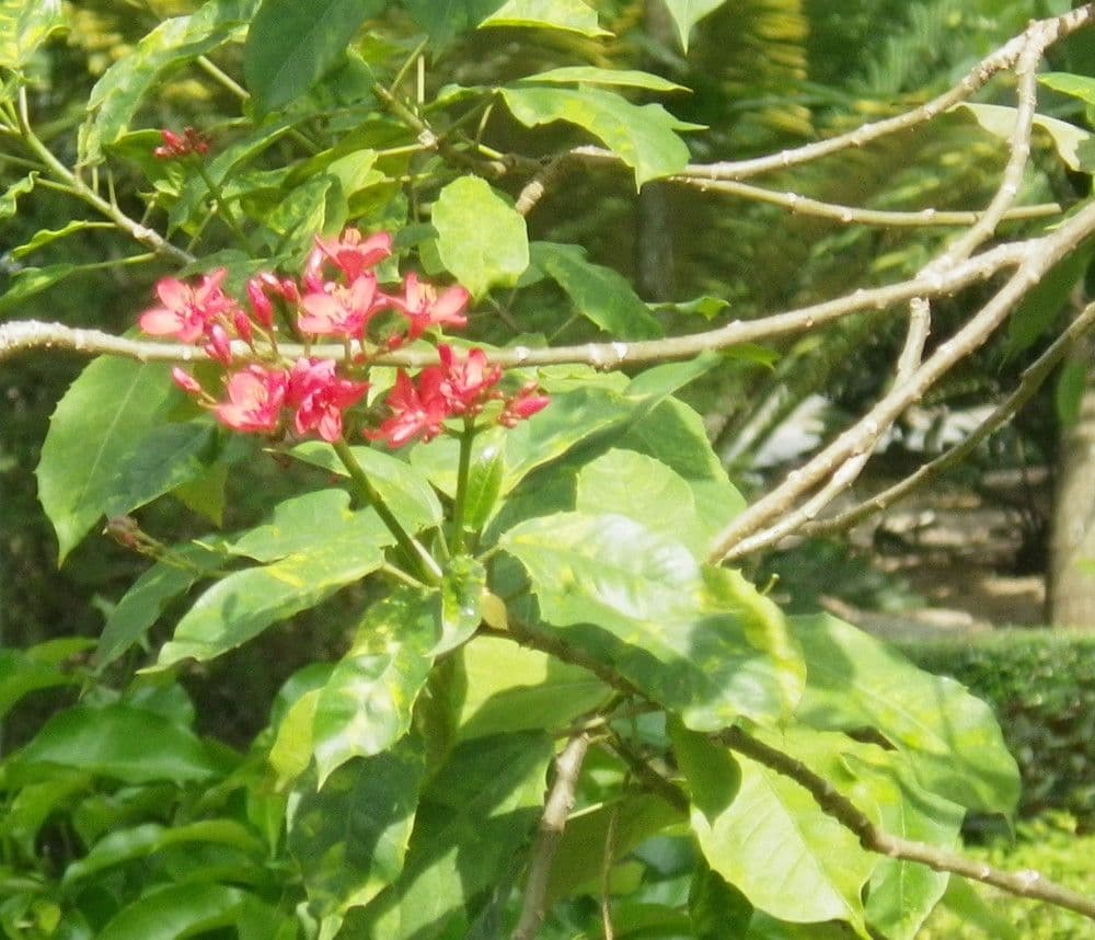 Jatropha integerrima 29