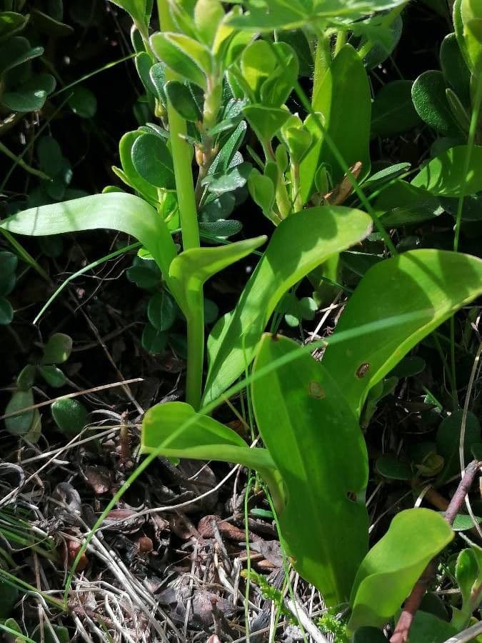 Zweiblättrige Waldhyazinthe 16