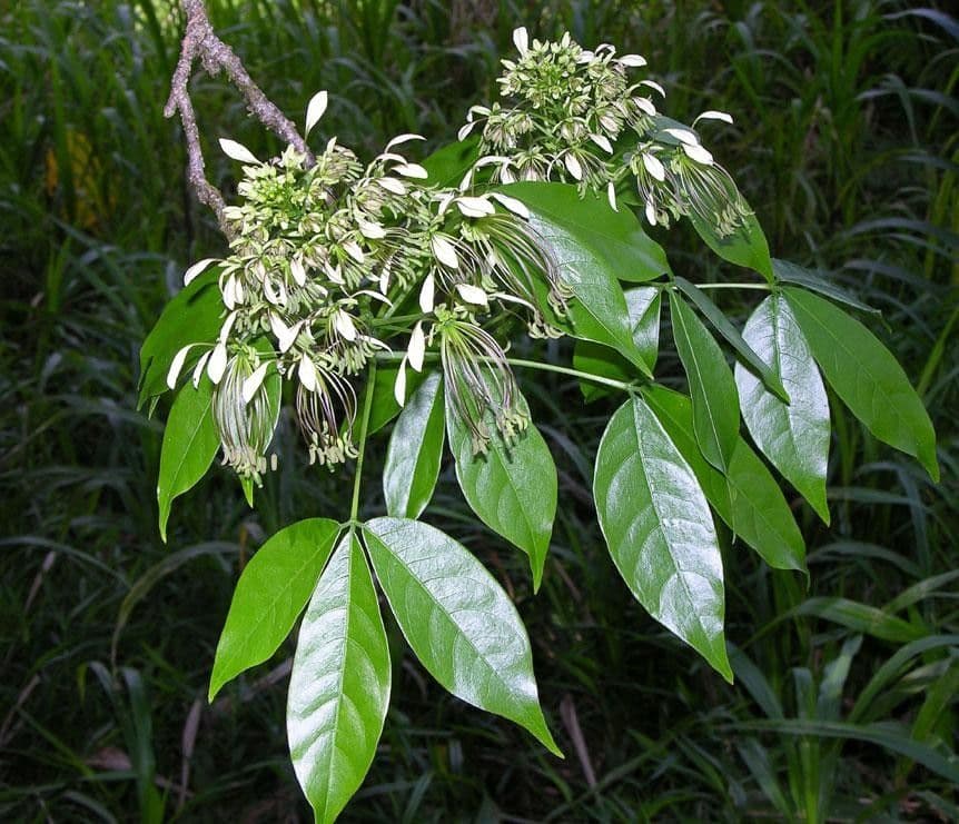 Crateva tapia 3