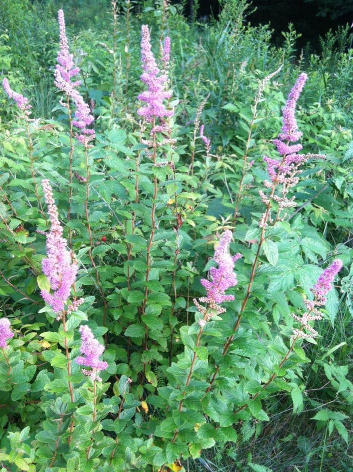 Brestovec kalinolistý 14