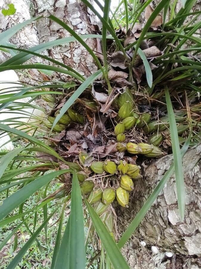 Coelogyne 11