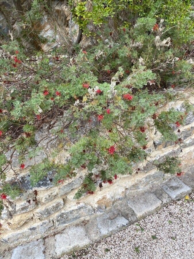 Grevillea 14
