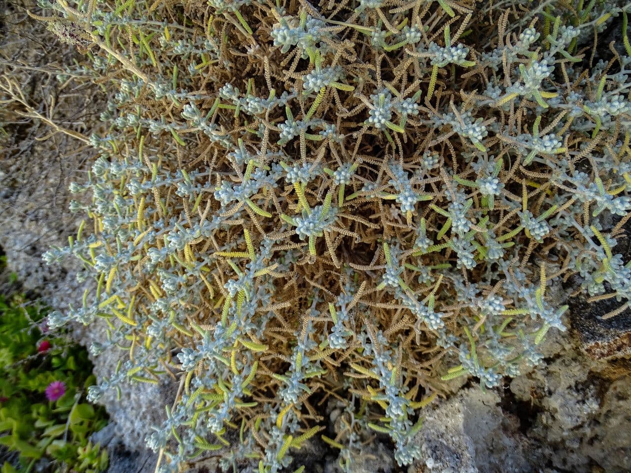 Achillea di Creta 8