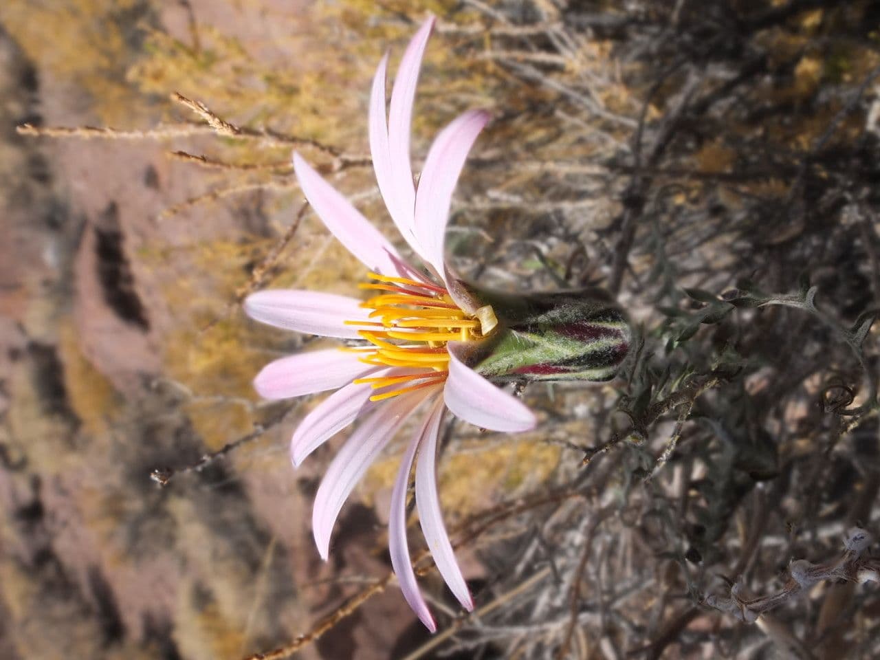 Mutisia