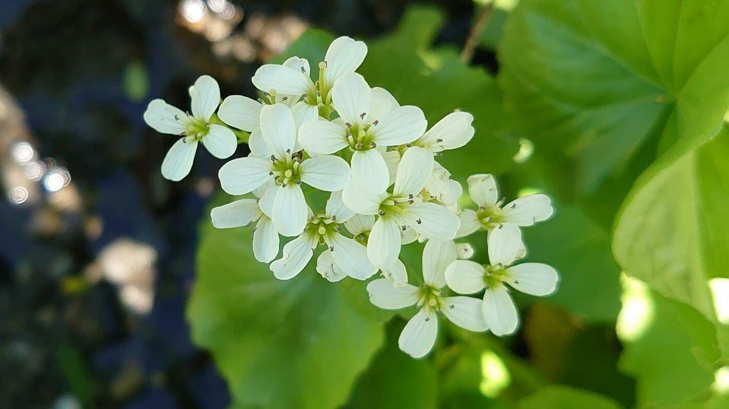 Gadia asarifolia 9