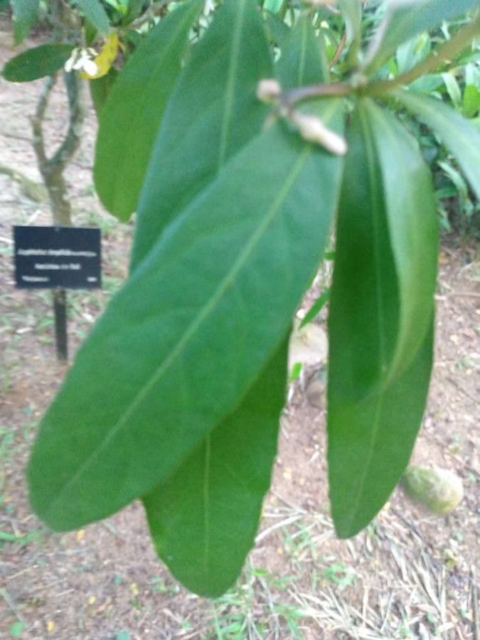 Amphirrhox 9