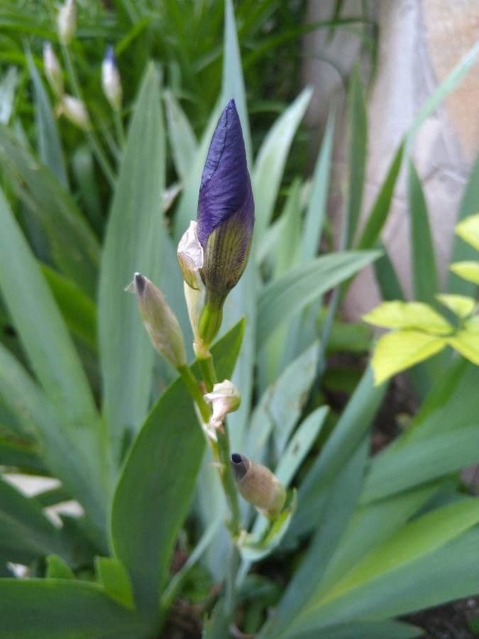 Iris de Perrier