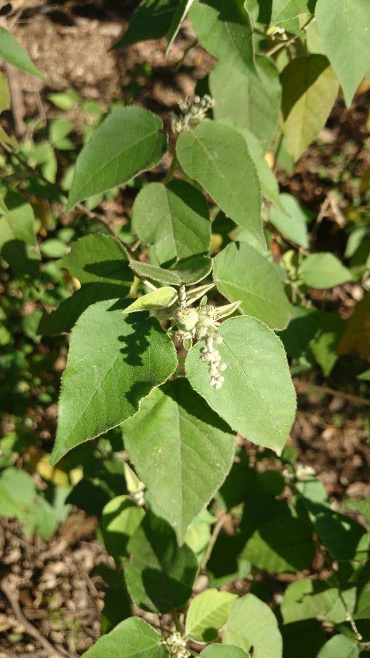 Torrey's croton 5
