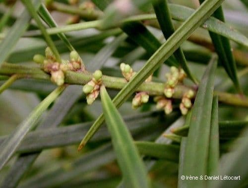 Podocarpus 10
