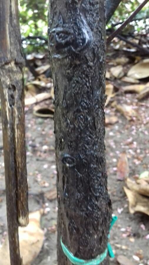 Mirto tomentoso 18
