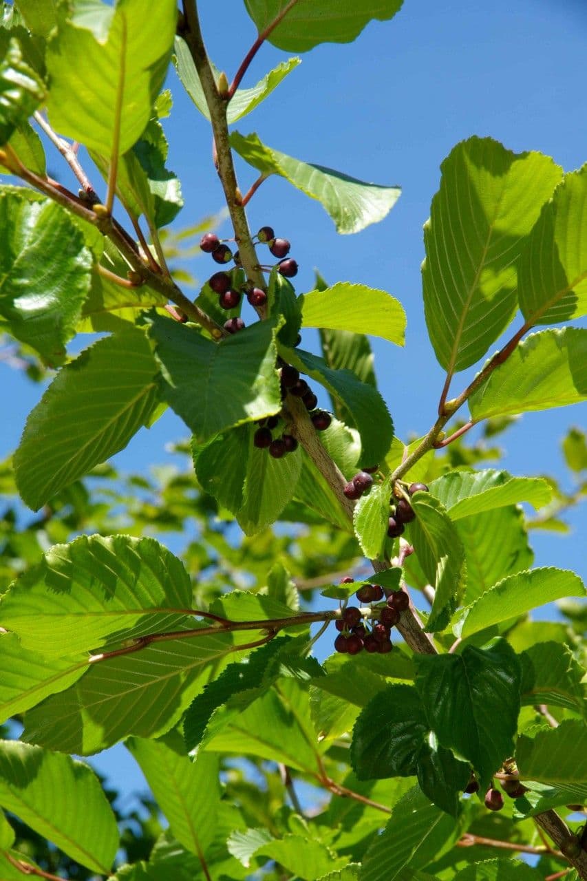 Řešetlák alpský 13